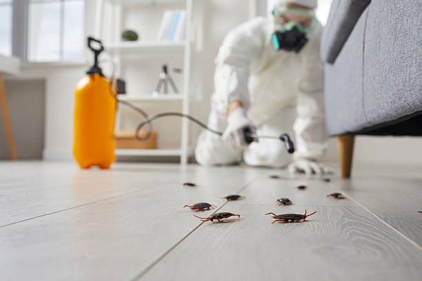 Commercial Rodent Management in Auburn